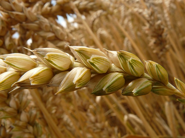 culture de blé traité sans pesticides pour une terre plus saine